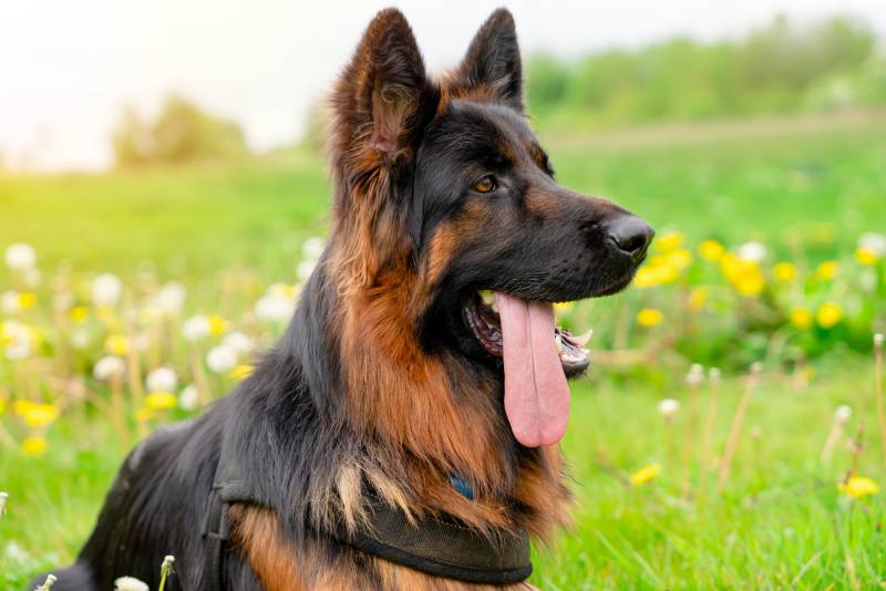 German Shepherd Pants - Black German Shepherd Pants - Black