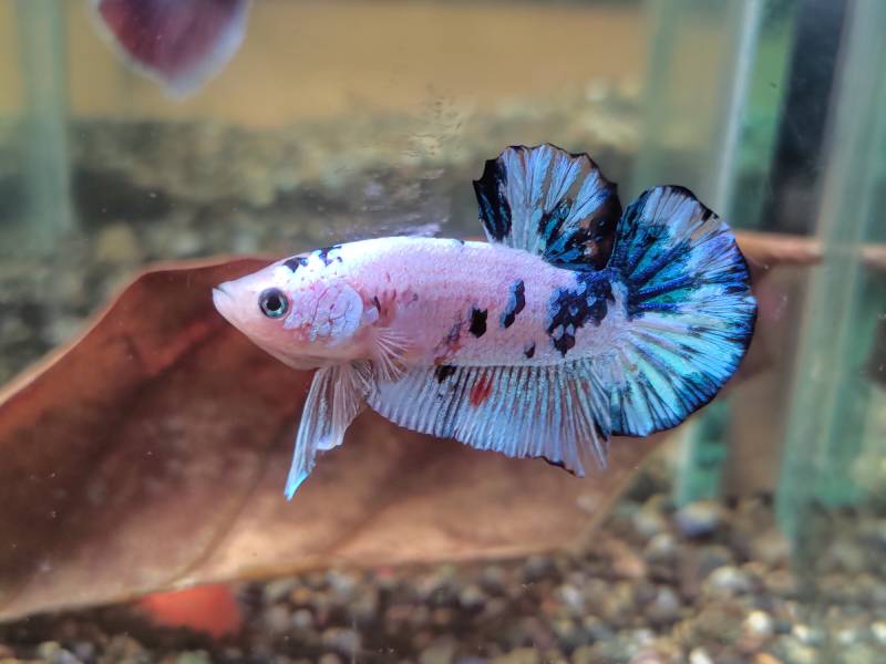 Giant Marble Betta Fish On Freshwater Aquarium