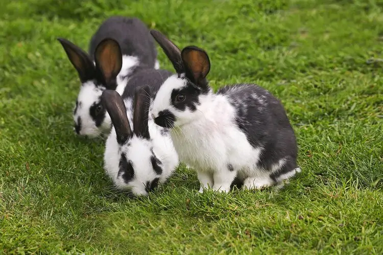 Giant Papillon Rabbit