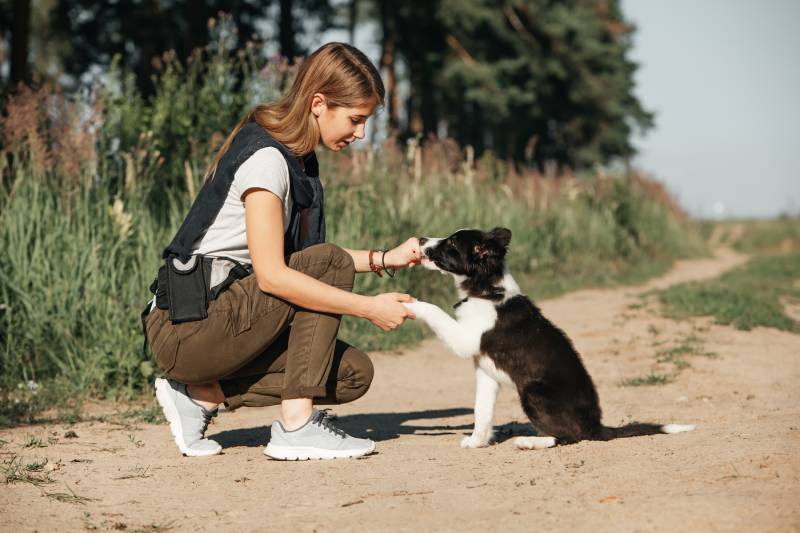 Girl training black and white border collie dog puppy