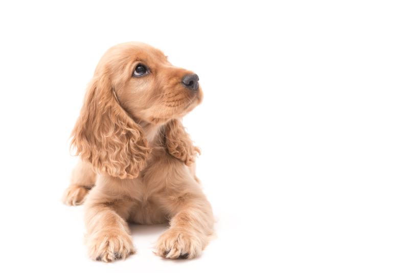 Cocker spaniel show best sale cut