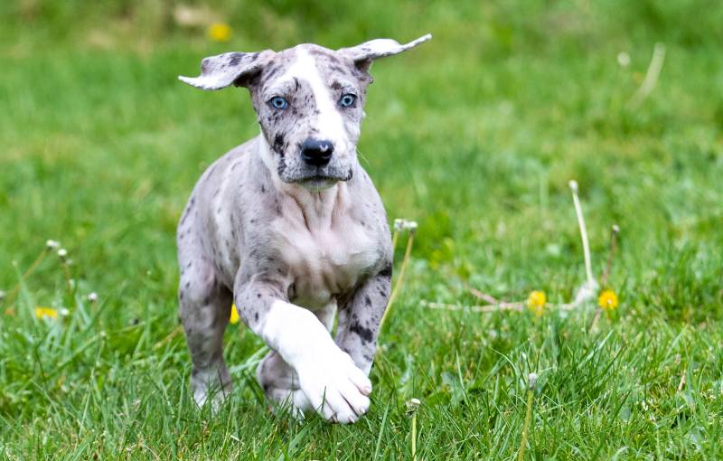 60 Names For Dogs With Blue Eyes Ideas To Match Your Pup s Looks Hepper 60-names-for-dogs-with-blue-eyes-ideas-to-match-your-pup-s-looks-hepper