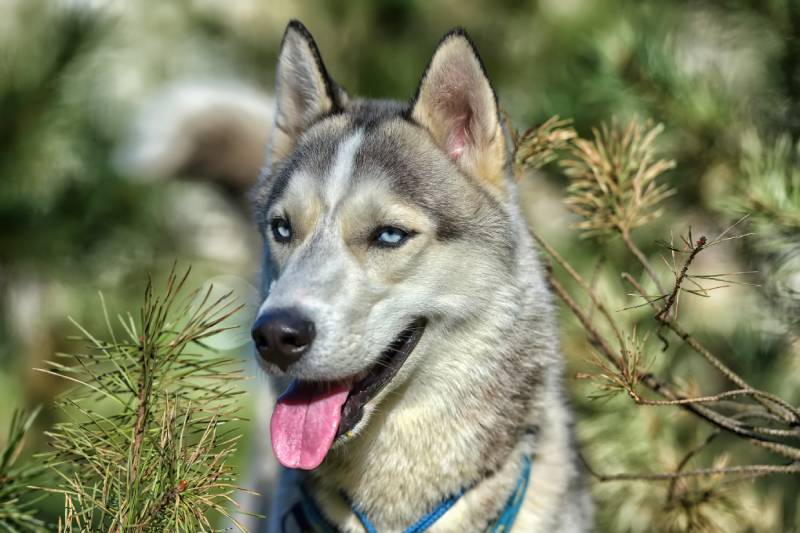 Gray blue-eyed husky dog in the sun next to pine branches
