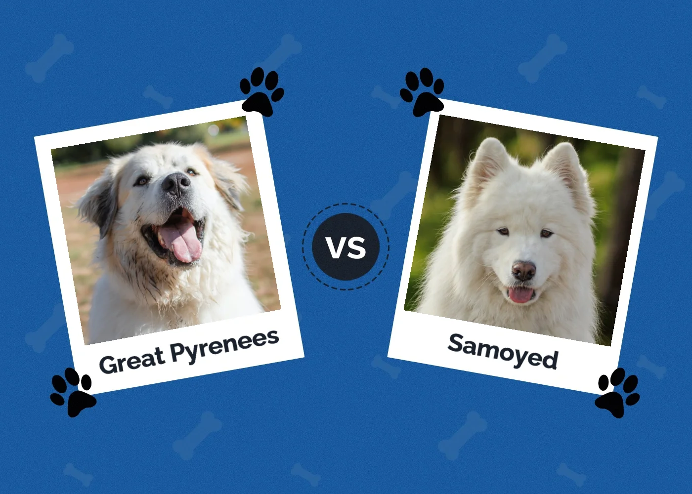 Great Pyrenees vs Samoyed - Featured Image