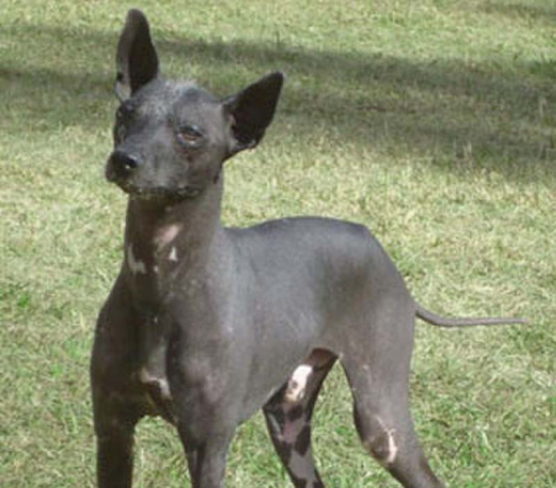 Hairless Khala