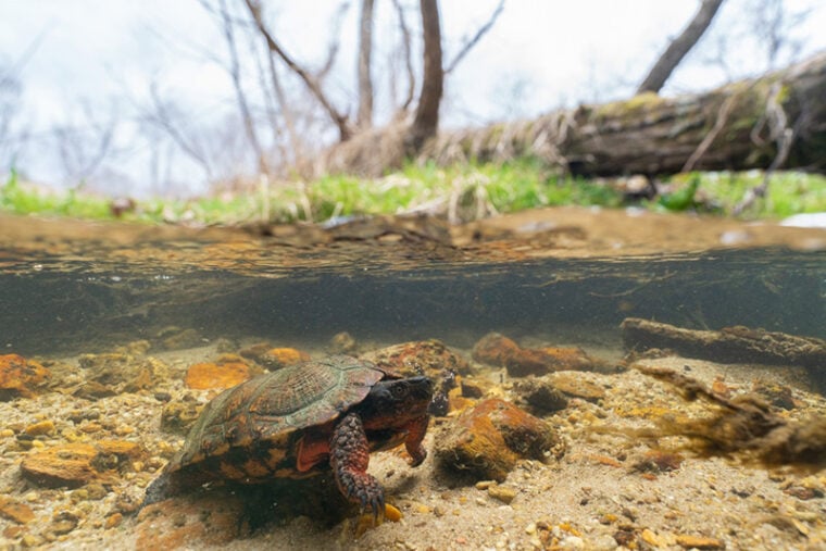 Can Turtles Live in a Pond During Winter? VetApproved Safety Guide
