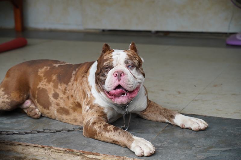 Happy Merle American Bandogge Dog Breed lying on the floor