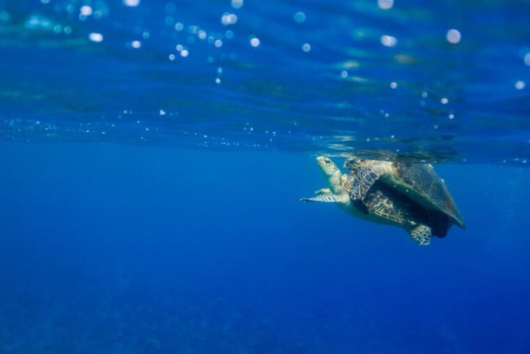 How Do Turtles Mate? VetReviewed Reproduction Facts & FAQ Hepper