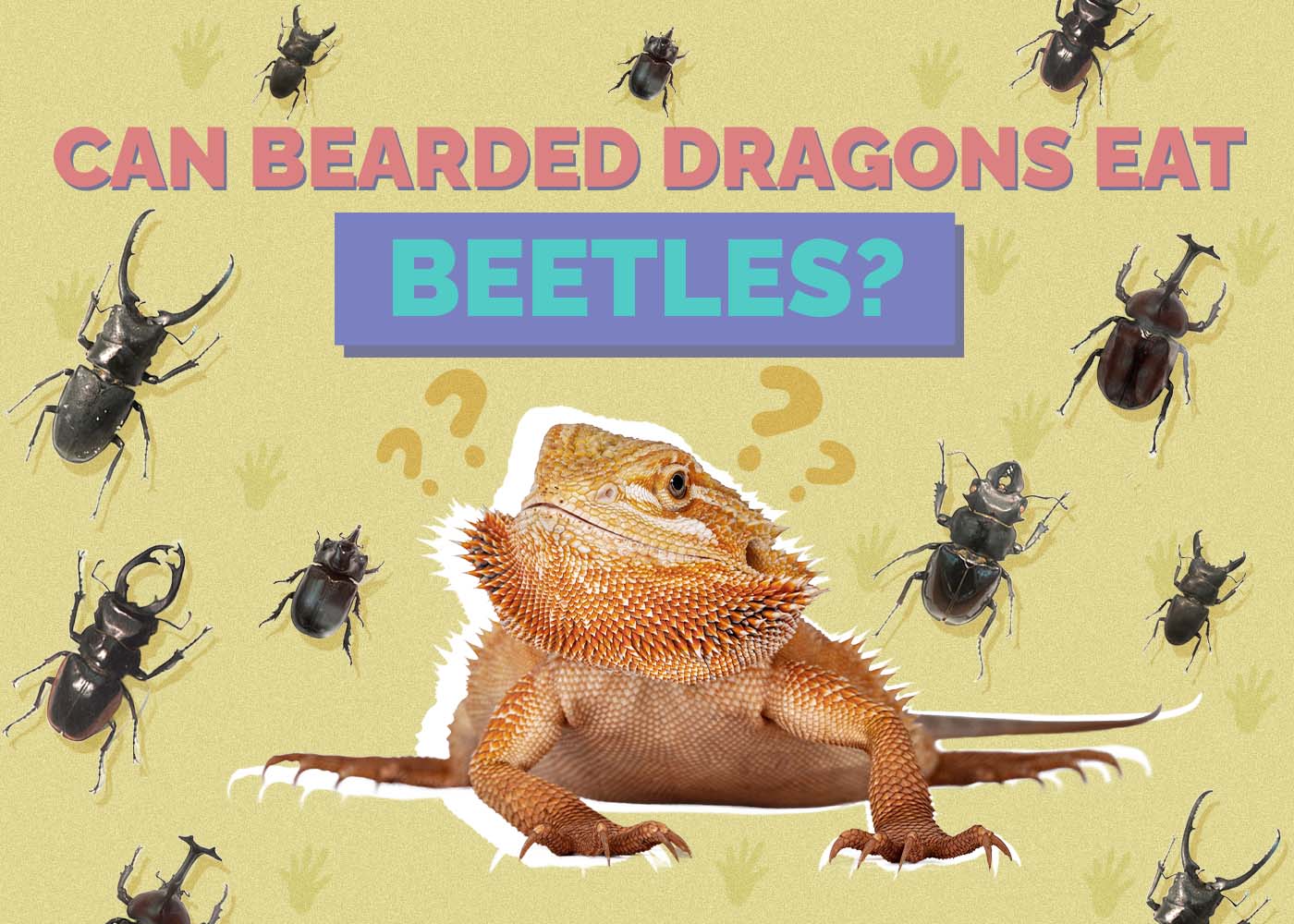 Hepper_Can Bearded Dragons Eat_Beetles