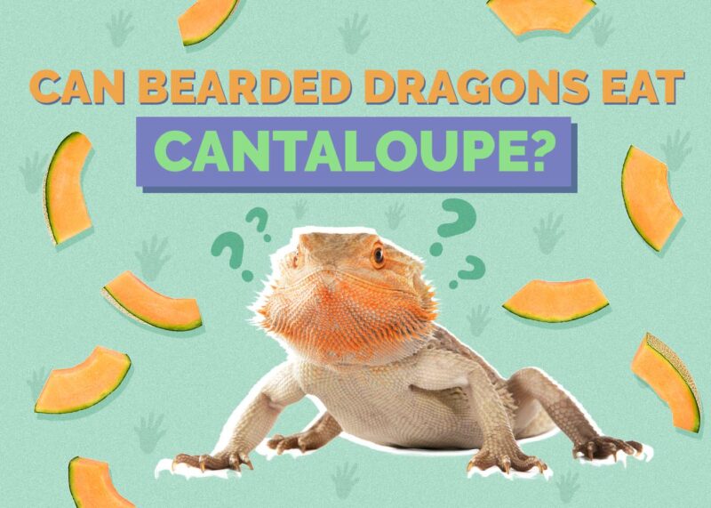 Hepper_Can Bearded Dragons Eat_Cantaloupe