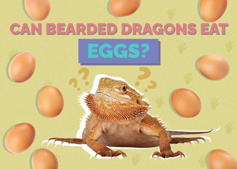 Hepper_Can Bearded Dragons Eat_Eggs
