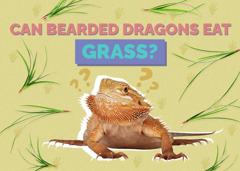 Hepper_Can Bearded Dragons Eat_Grass