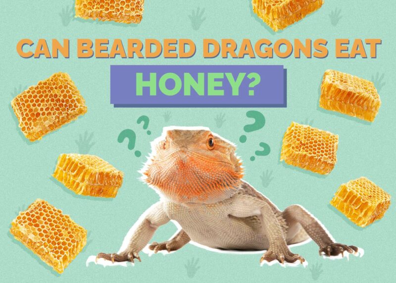 Hepper_Can Bearded Dragons Eat_Honey
