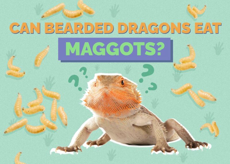 Hepper_Can Bearded Dragons Eat_Maggots
