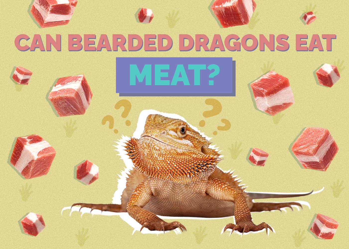 Hepper_Can Bearded Dragons Eat_Meat