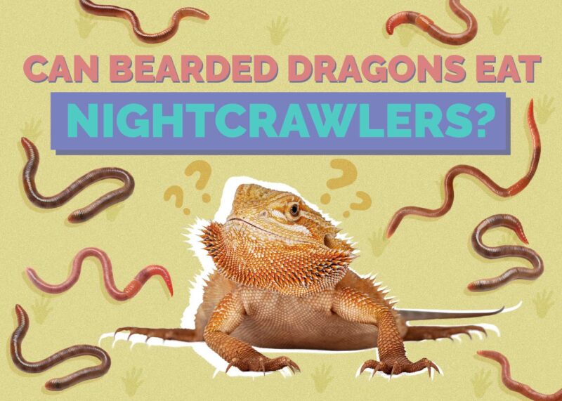 Hepper_Can Bearded Dragons Eat_Nightcrawlers