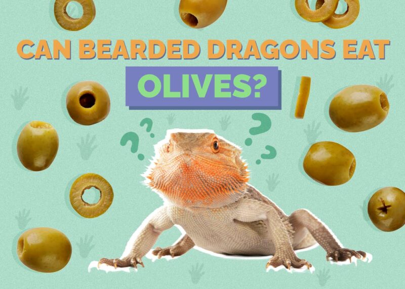 Hepper_Can Bearded Dragons Eat_Olives