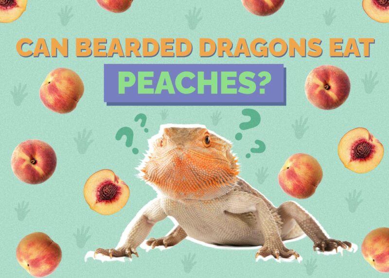 Hepper_Can Bearded Dragons Eat_Peaches