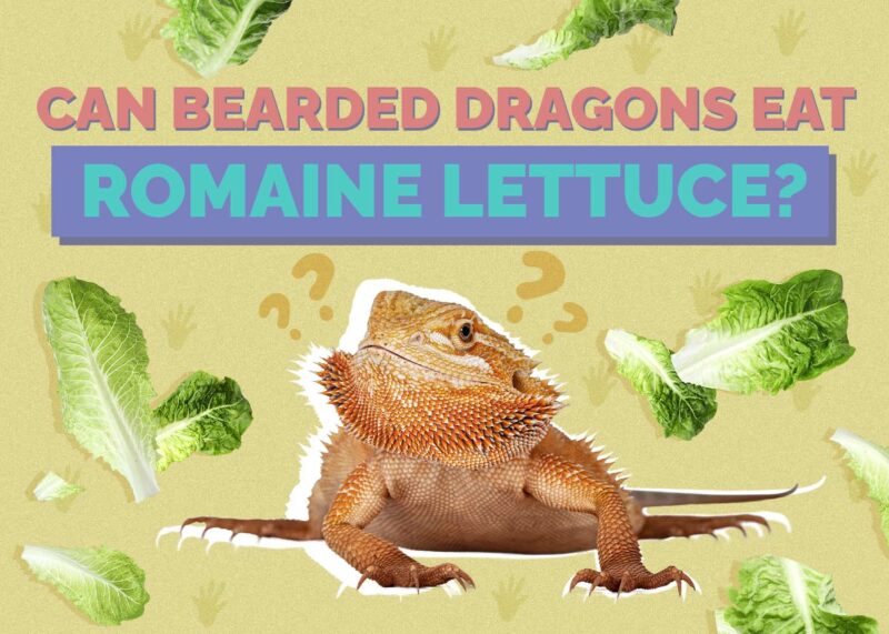 Hepper_Can Bearded Dragons Eat_Romaine Lettuce