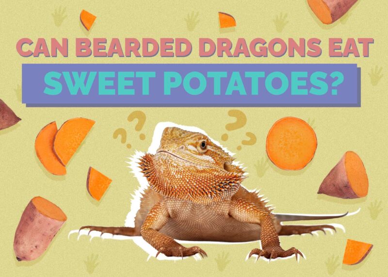 Can Bearded Dragons Eat Sweet Potatoes Vet Approved Facts FAQ Hepper Can Bearded Dragons Eat Sweet Potatoes Vet Approved Facts FAQ Hepper