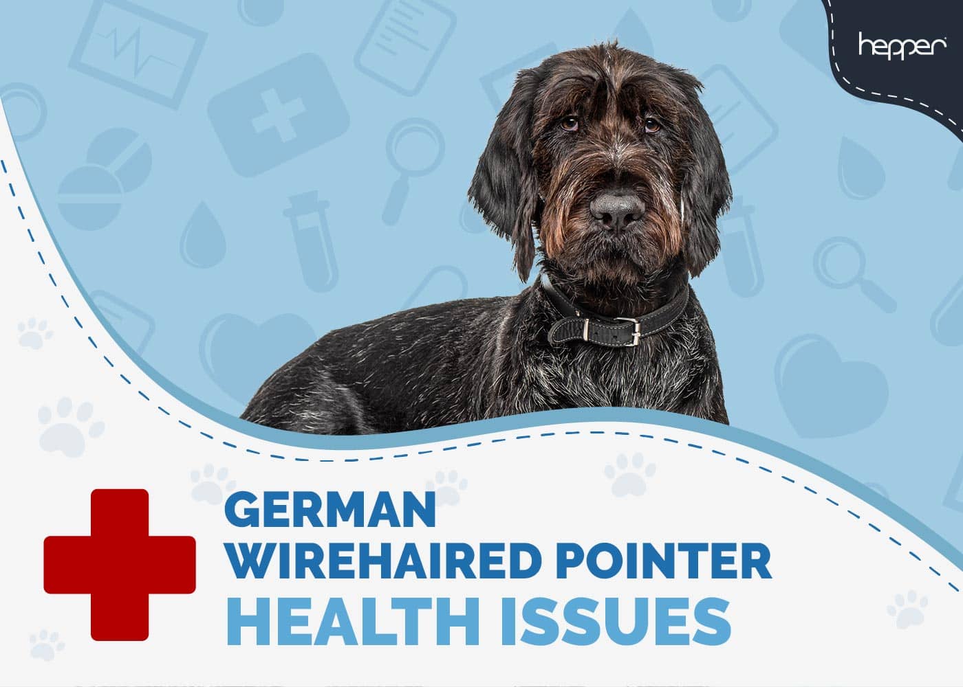 German Wirehaired Pointer Health Issues
