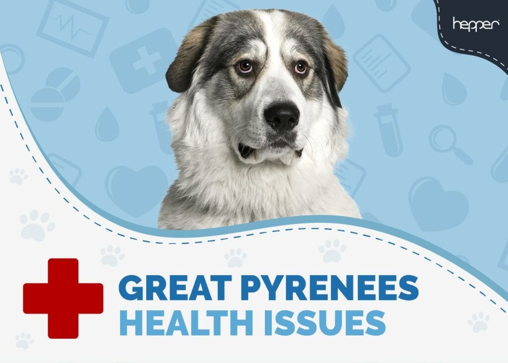 Great Pyrenees Health Problems to Watch For