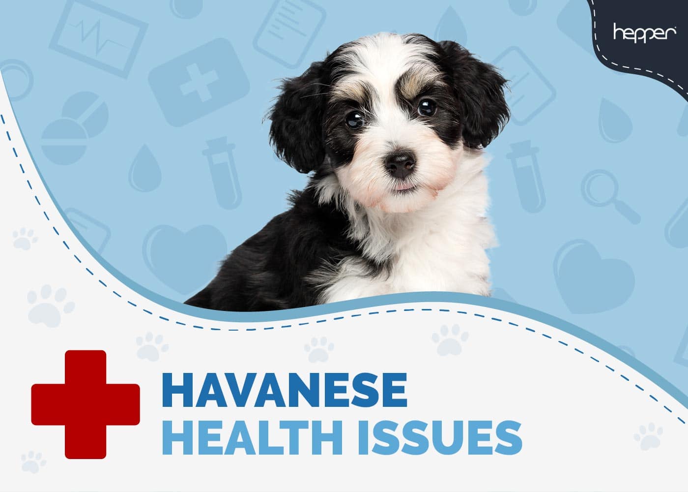 Havanese Health Issues