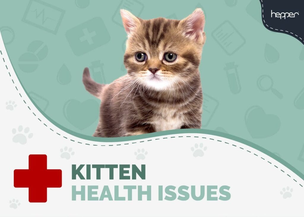 Kitten Health Issues to Look Out For