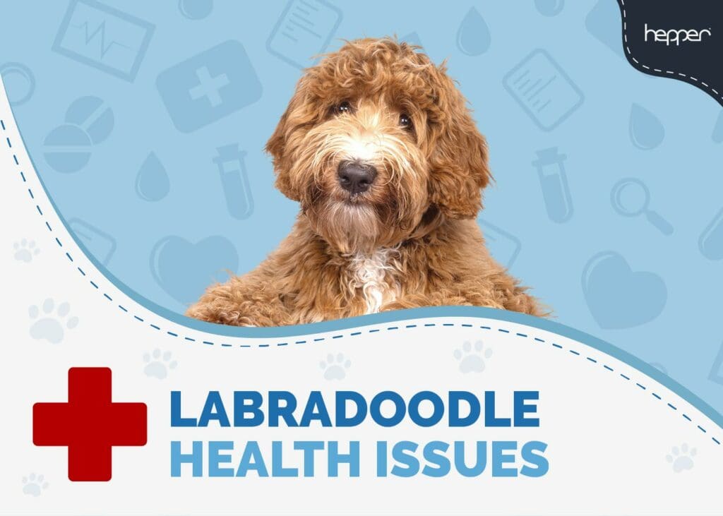 Labradoodle Health Issues to Watch Out For