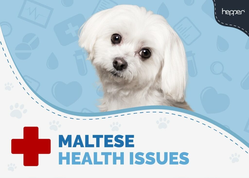 Maltese Health Issues