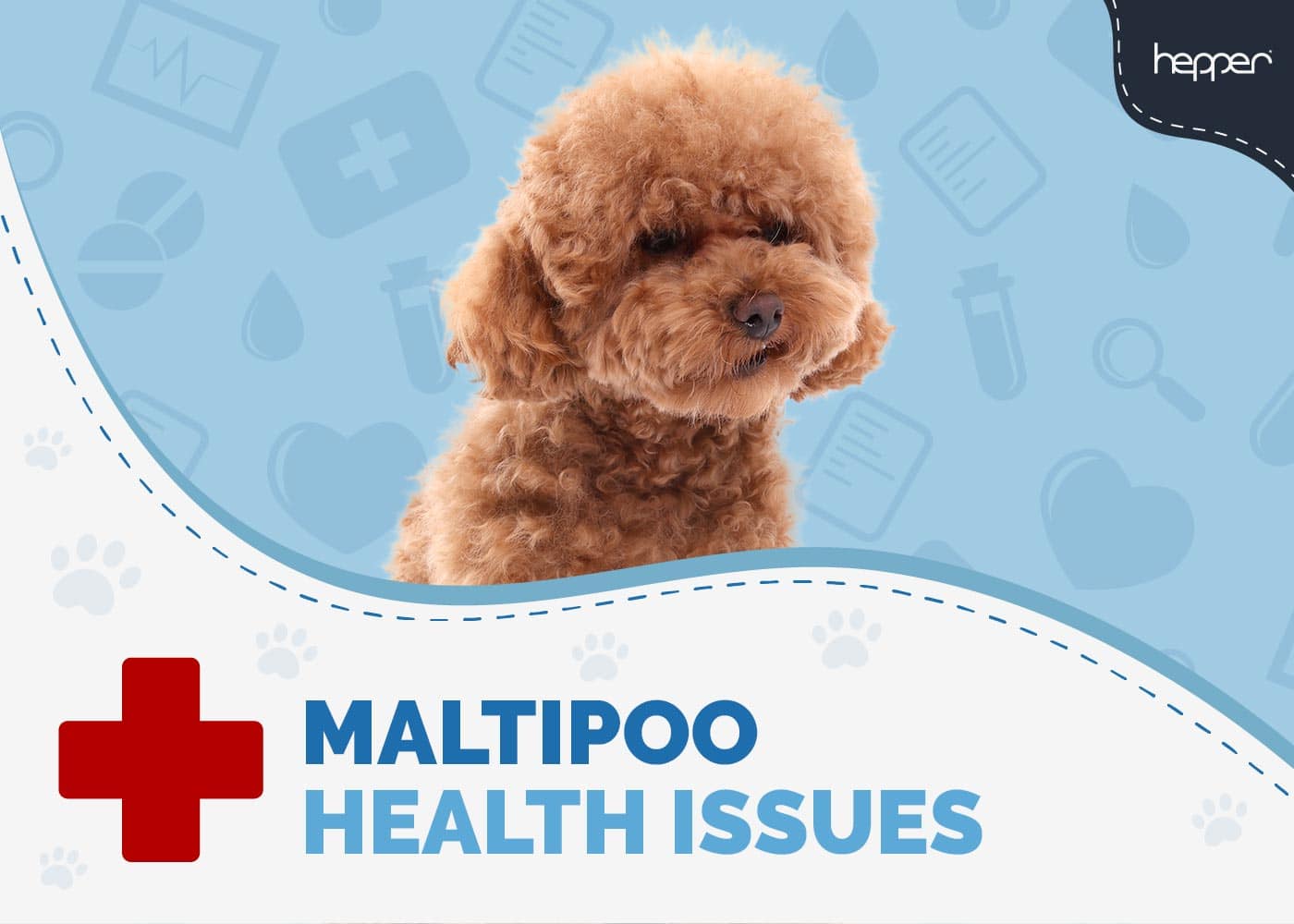 Maltipoo Health Issues to Look Out For