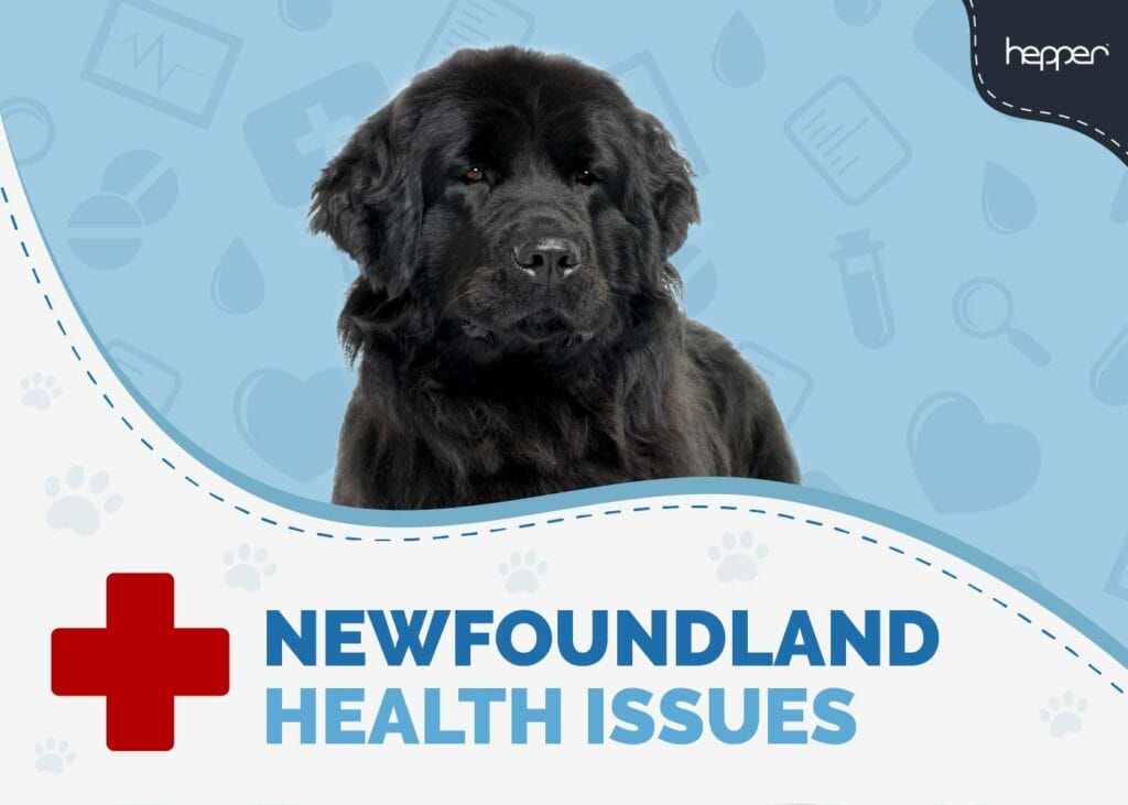 Newfoundland Dog Health Issues