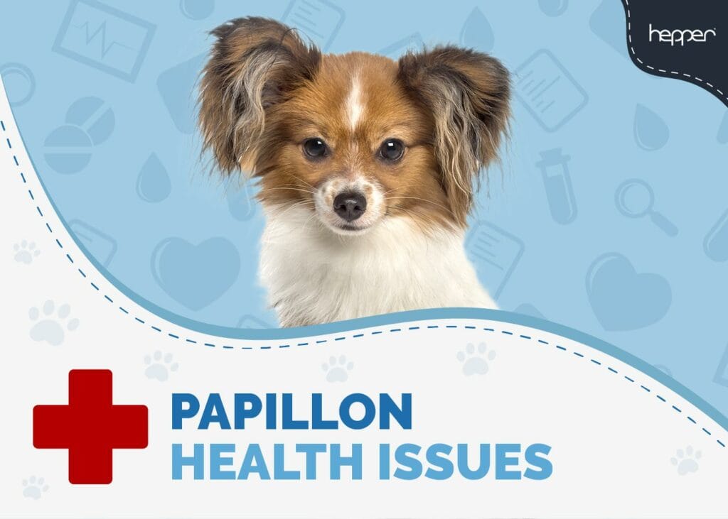 Papillon Health Issues