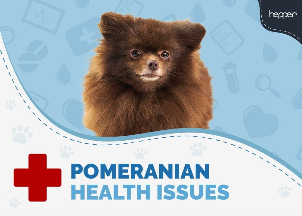 Pomeranian Health Issues You Need to Watch For