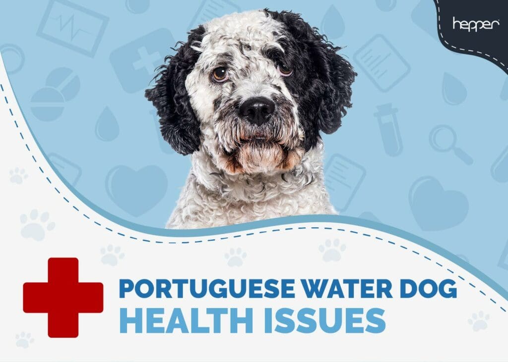 Portuguese Water Dog Health Issues