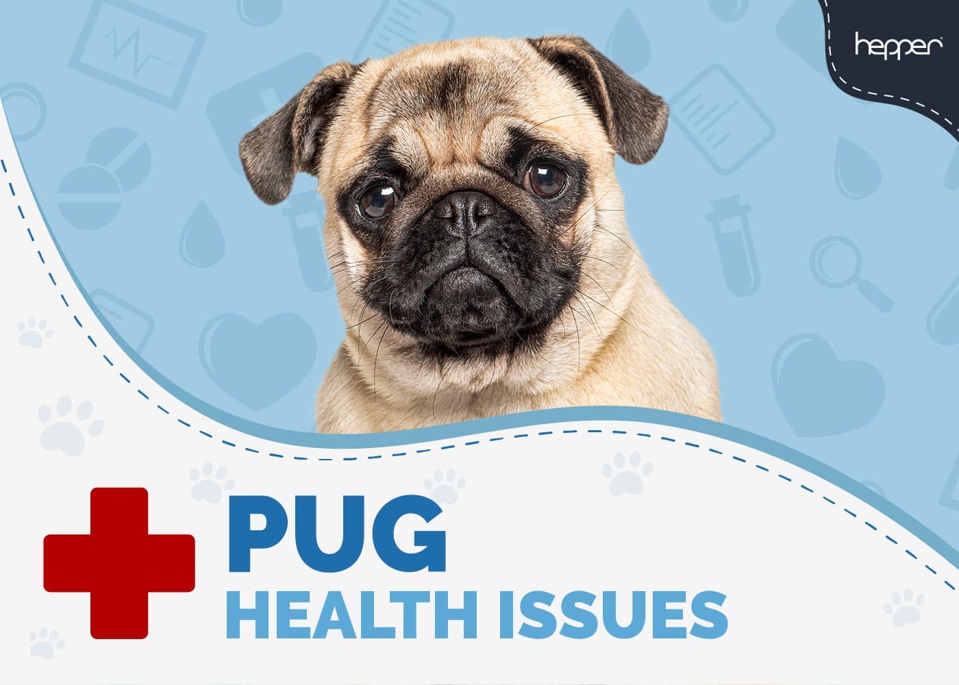 Pug Health Problems to Look Out For