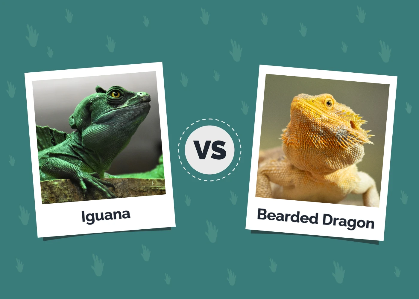 Iguana vs Bearded Dragon - Featured Image