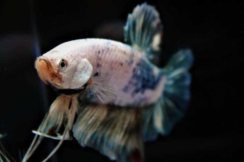 King Betta Siamese Fighting Fish