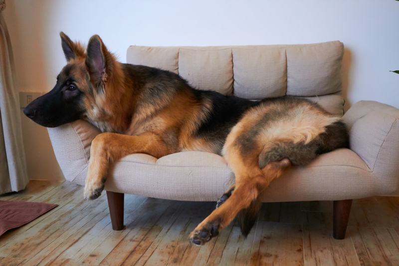 King German shepherd lying on sofa