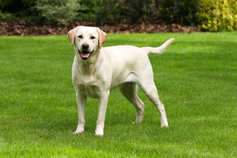 Labrador Retriever dog standing on the lawn