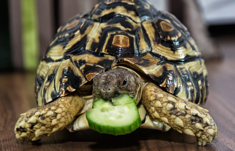 Leopard tortoise (Geochelone pardalis) eating a slice of cucumber
