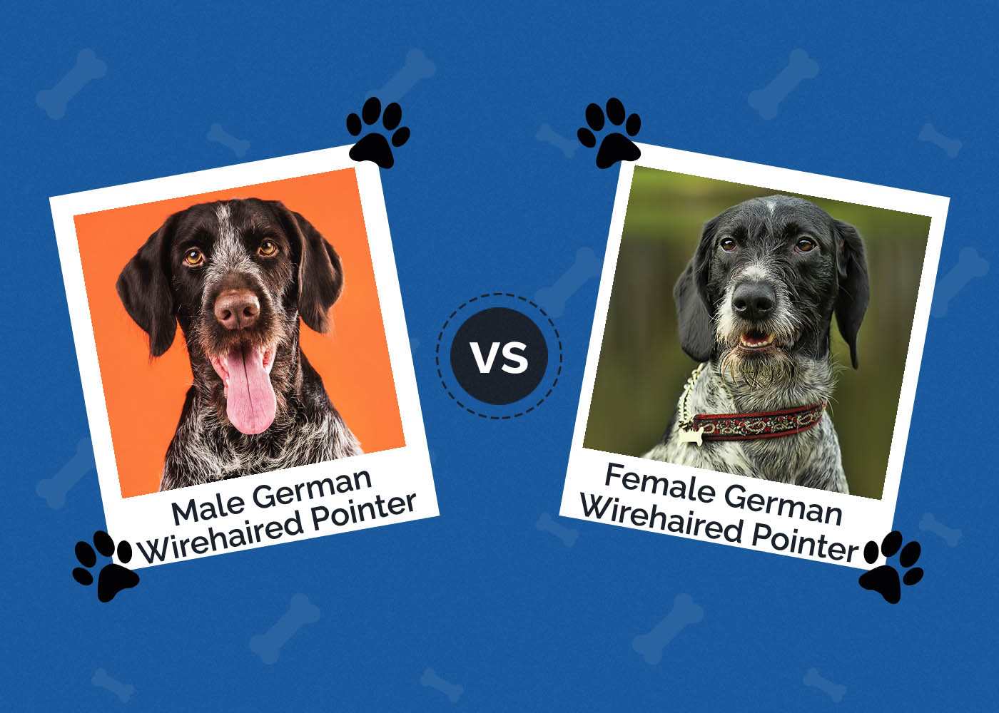 Male vs Female German Wirehaired Pointer