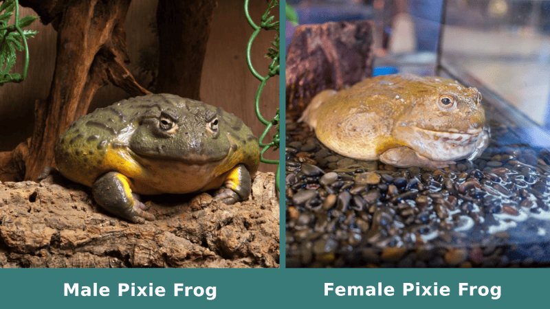 Male vs Female Pixie Frog