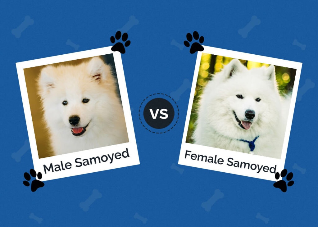 Male vs Female Samoyed