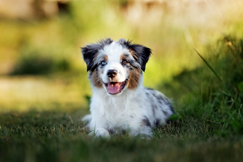 Badass dog names for australian shepherd sale
