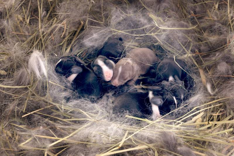 Newborn Dwarf Dutch rabbits in the nest of dry grass and down