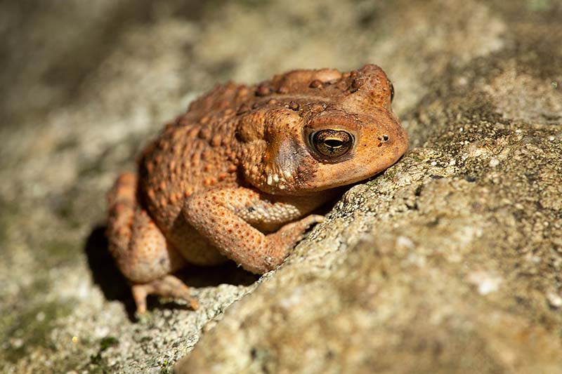 North American Toad