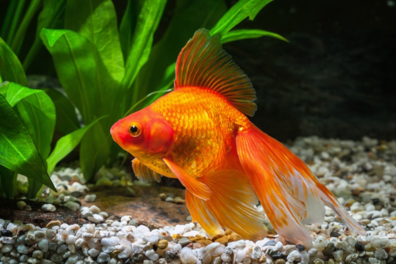 Nymph goldfish in aquarium with plants and pebbles