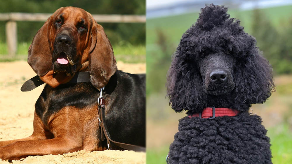 Parent Breeds of the Bloodhound Poodle Mix