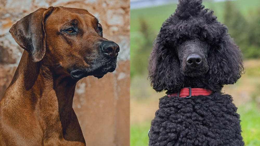 Parent Breeds of Rhodesian Poodle Mix